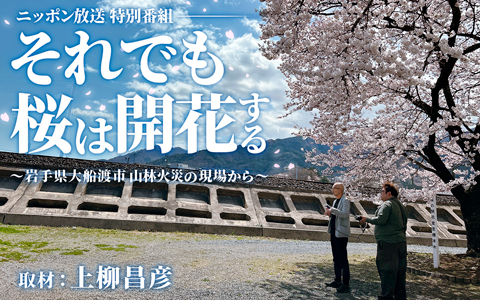 ニッポン放送特別番組　それでも桜は開花する～岩手県大船渡市 山林火災の現場から～